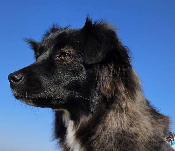 Praxishund Mia